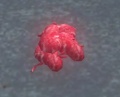 A Bladder