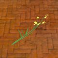 A Woad