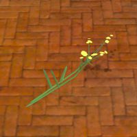 A Woad